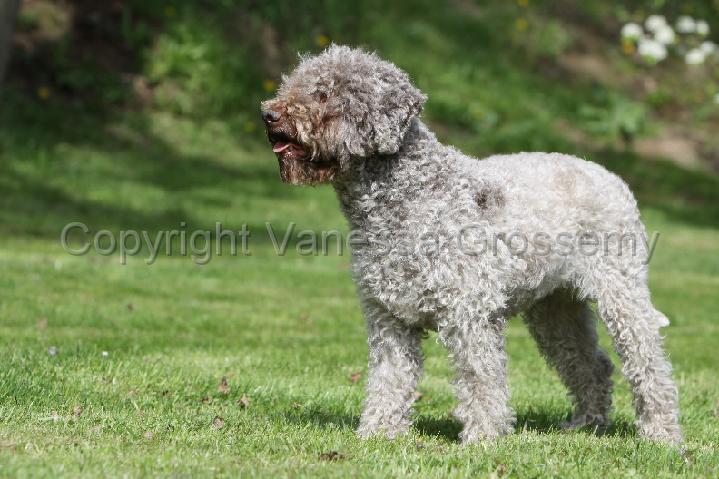 LAGOTTO 044.jpg